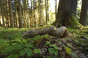 Black Forest Germany Landscape Stampe: Tree root in the evening light