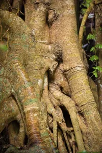 Deserted Rainforest Scenery Stampe: Tree root with strangler fig in detail