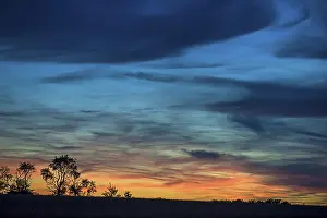 Tree Silhouettes At Sunset Stampe: Tree silouettes with dark clouds at sunset