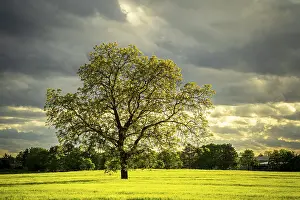 Cornfield Landscape Photography Stampe: A tree in spring in a cornfield