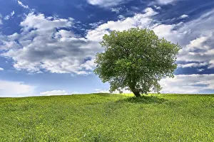 European Deciduous Forest Stampe: Tree on spring meadow
