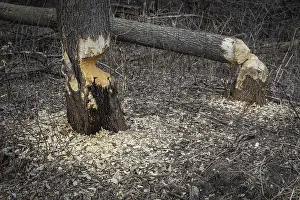 Beaver Damage Stampe: A tree still standing by a fallen tree after the workings of a beaver with gnawed sections