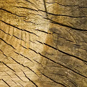 Deserted Forest Background Stampe: Tree stump background