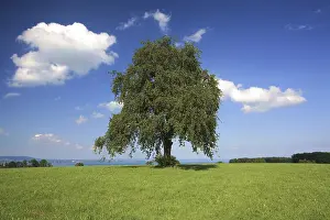 Cumulus Cloud Photography Stampe: Tree in a summer setting with white clouds