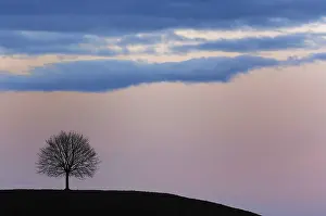 Single Tree Silhouette Stampe: Tree at sunset