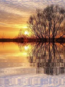 Atmospheric Evening Light Shot Stampe: Tree at sunset