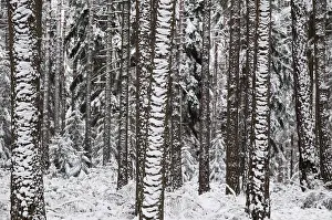 Snowy Landscape Stampe: Tree, trees, coniferous forest