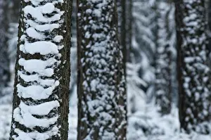 Coniferous Forest Stampe: Tree, trees, coniferous forest