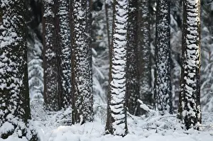 Coniferous Forest Stampe: Tree, trees, coniferous forest