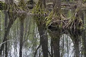 Wooded Landscape Stampe: Tree, trees, mirror, reflection