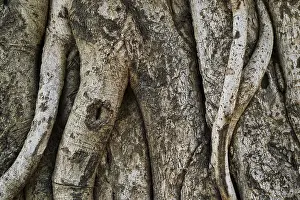 Close Up Tree Bark Stampe: Tree trunk bark texture background close up