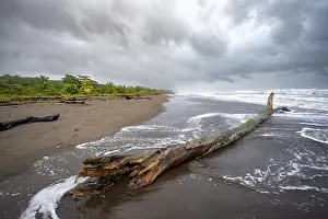 Tree Trunk On Beach Stampe: Tree trunk on the beach in the surf