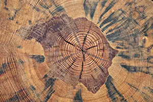 Tree Trunk Cross Section Stampe: Tree trunk, cross section