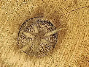 German Coniferous Trees Stampe: Tree trunk, cross section with decaying core