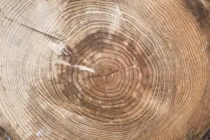 Deserted Tree Profile Stampe: A tree trunk cut with chainsaw