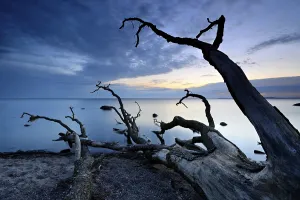 Deserted Beach In Northern Germany Stampe: Tree trunks on the beach after sunset