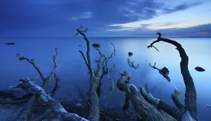Deserted Island At Sunset Stampe: Tree trunks on the beach after sunset