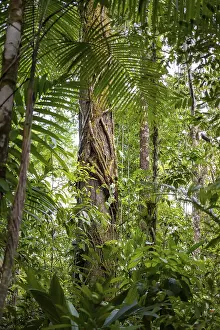 Primeval Forest Photography Stampe: Tree trunks among dense vegetation