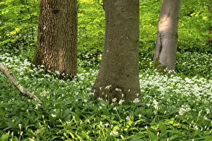European Deciduous Trees Stampe: Tree trunks in an idyllic deciduous forest in spring