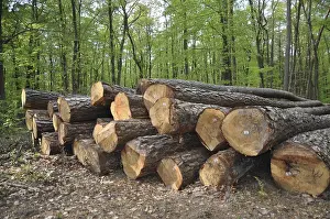 Forest Management Stampe: Tree trunks, tree trunk, logs, forest
