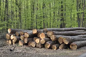 Forest Management Stampe: Tree trunks, tree trunk, logs, forest