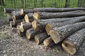 Forest Management Stampe: Tree trunks, tree trunk, logs, forest