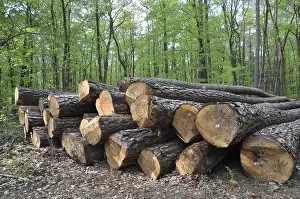 Forest Management Stampe: Tree trunks, tree trunk, logs, forest