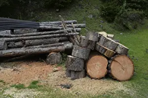 Forest Management Practices Stampe: Tree trunks, tree trunk, trunks