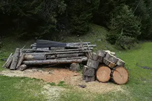 Timber Industry Images Stampe: Tree trunks, tree trunk, trunks