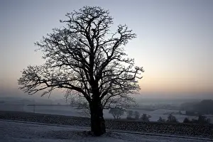 Winter Evening Atmosphere Stampe: Tree in winter at sunset