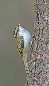 Deserted Bird Photography Stampe: Treecreeper