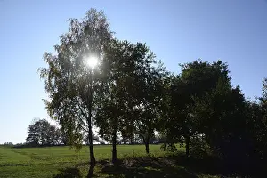 Backlit Trees Stampe: Trees, backlight, tree, meadow