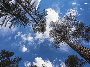Cloudy Day In Germany Stampe: Trees with a cloudy sky