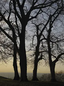 Evening Landscape Photography Stampe: Trees in the evening backlight