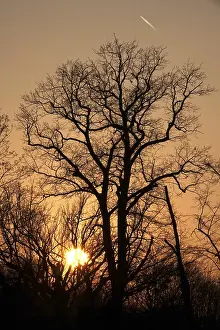 Evening Light In Europe Stampe: Trees in evening light at setting sun
