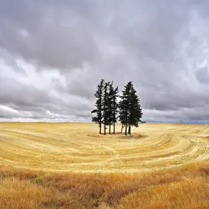 Farmland Landscape Stampe: Some trees in fields after harvest