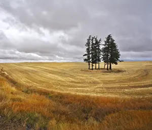 Rural Countryside Scenes Stampe: Some trees in fields after a harvest