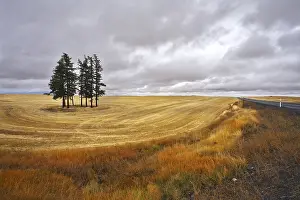 Deserted Farm Field Stampe: Some trees in fields after a harvest