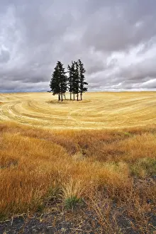 Acreage Landscapes Stampe: Some trees in fields after a harvest