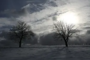 Deciduous Tree Silhouette Stampe: Trees in a pasture against the light