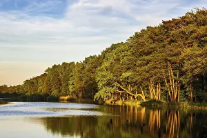 Baltic Sea Coastline Stampe: Trees on the Prerow Stream in Prerow