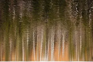 No People Waterfront Scene Stampe: Trees are reflected in the lake