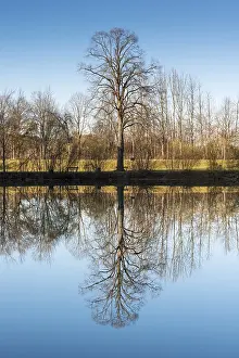 German Waterfront Stampe: Trees reflected in the Lech river