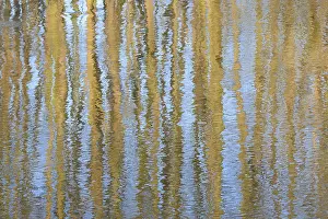 Wavy Pattern Structure Stampe: Trees reflected on an undulating water surface
