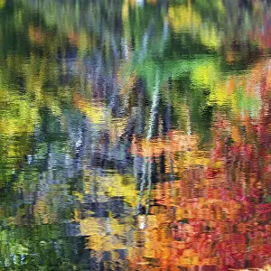 Autumn Colorful Landscape Stampe: Trees reflected in water surface