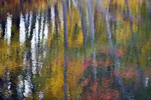 Autumn Leaves Reflection Stampe: Trees reflected in water surface