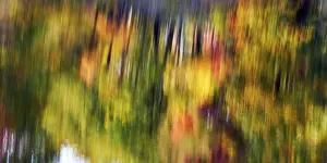 Autumn Leaves Reflection Stampe: Trees reflected in water surface