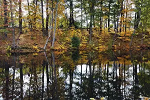 Trees Reflected In Water Stampe: Trees reflected in water surface