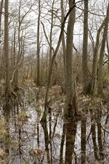 Muritz National Park Germany Stampe: Trees with reflection, marshland