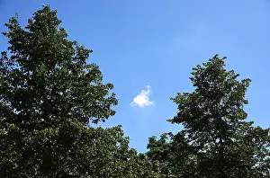 Cloudy Sky Europe Stampe: Two trees and sky with cloud, Germany